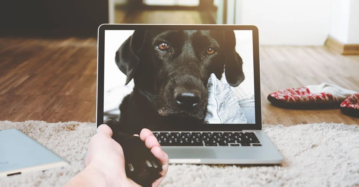 Une main humaine tend la main vers la patte d'un chien sur l'écran d'un ordinateur portable, symbolisant la connexion et la camaraderie.